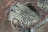 Huge, Cyphaspides Trilobite With Two Austerops - Jorf, Morocco #169645-13